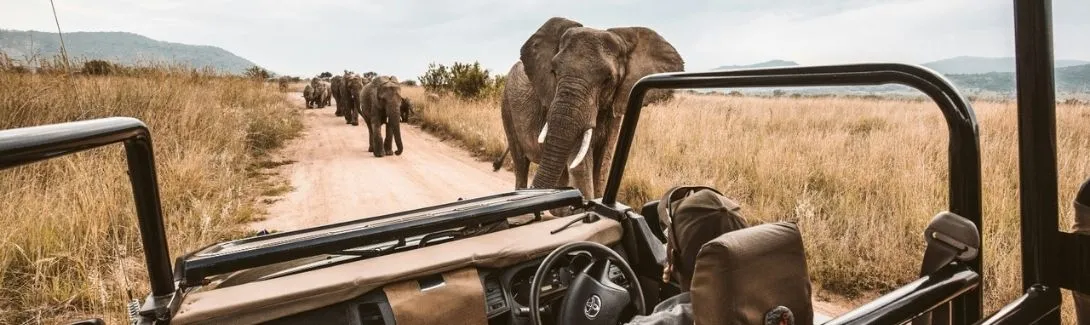 Image d'un safari lors d'un voyage en famille en Tanzanie ou à Zanzibar.